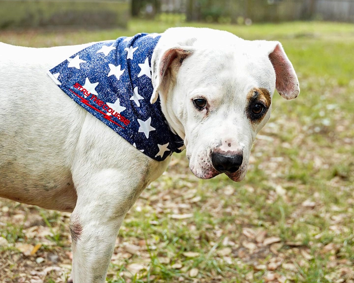 Tank the dog with a bandana in an outdoor setting