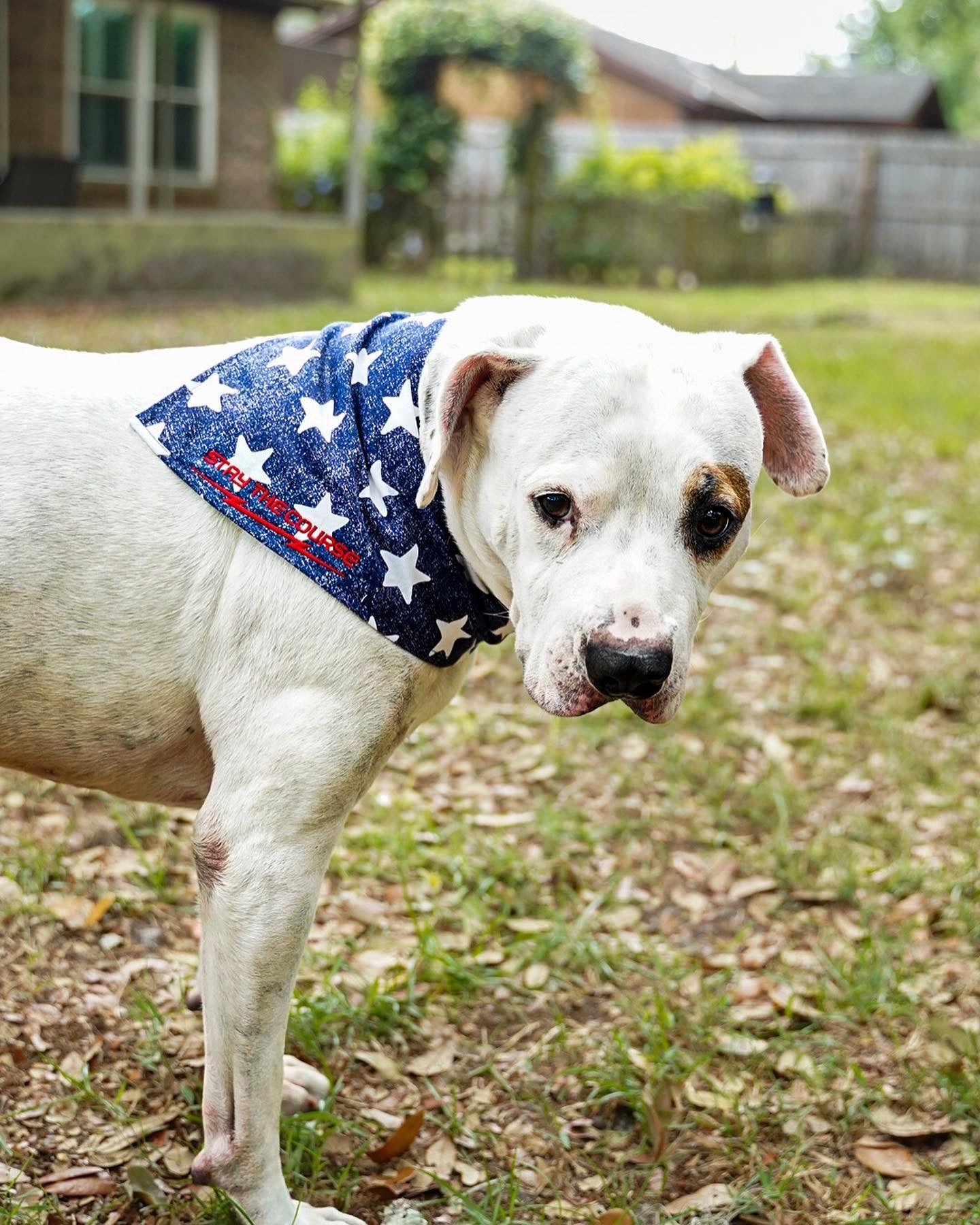 Tank the dog with a bandana in an outdoor setting