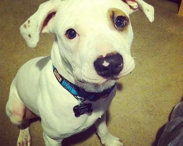 White dog with a blue collar sitting on a carpeted floor.
