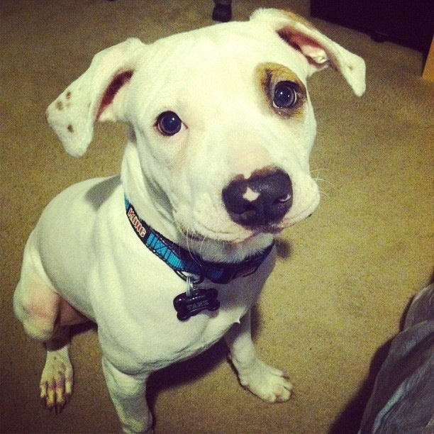 White dog with a blue collar sitting on a carpeted floor.