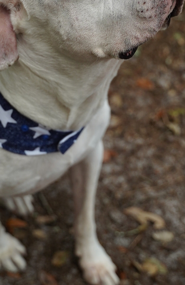 White dog sniffing the sweet air in an outdoor setting