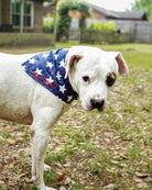 Tank the dog with a bandana in an outdoor setting