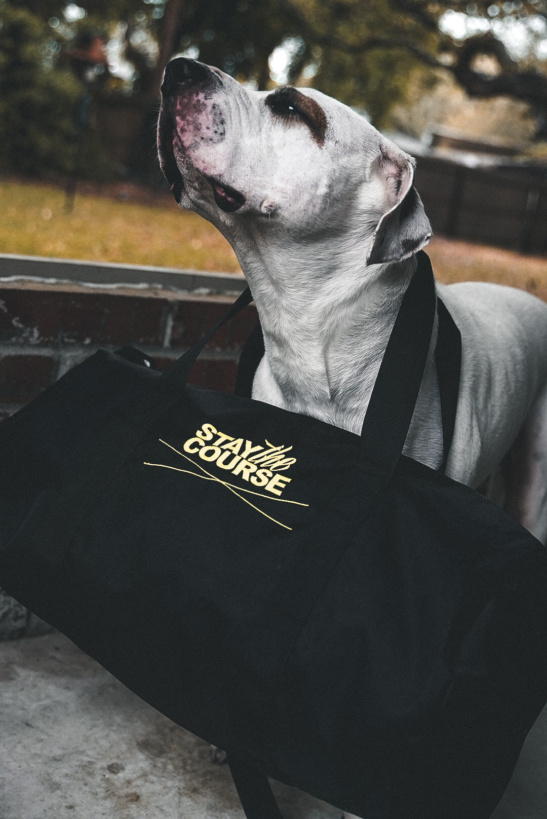 Dog standing next to a black bag with 'Stay the Course' text, outdoors.