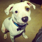 White dog with a blue collar sitting on a carpeted floor.