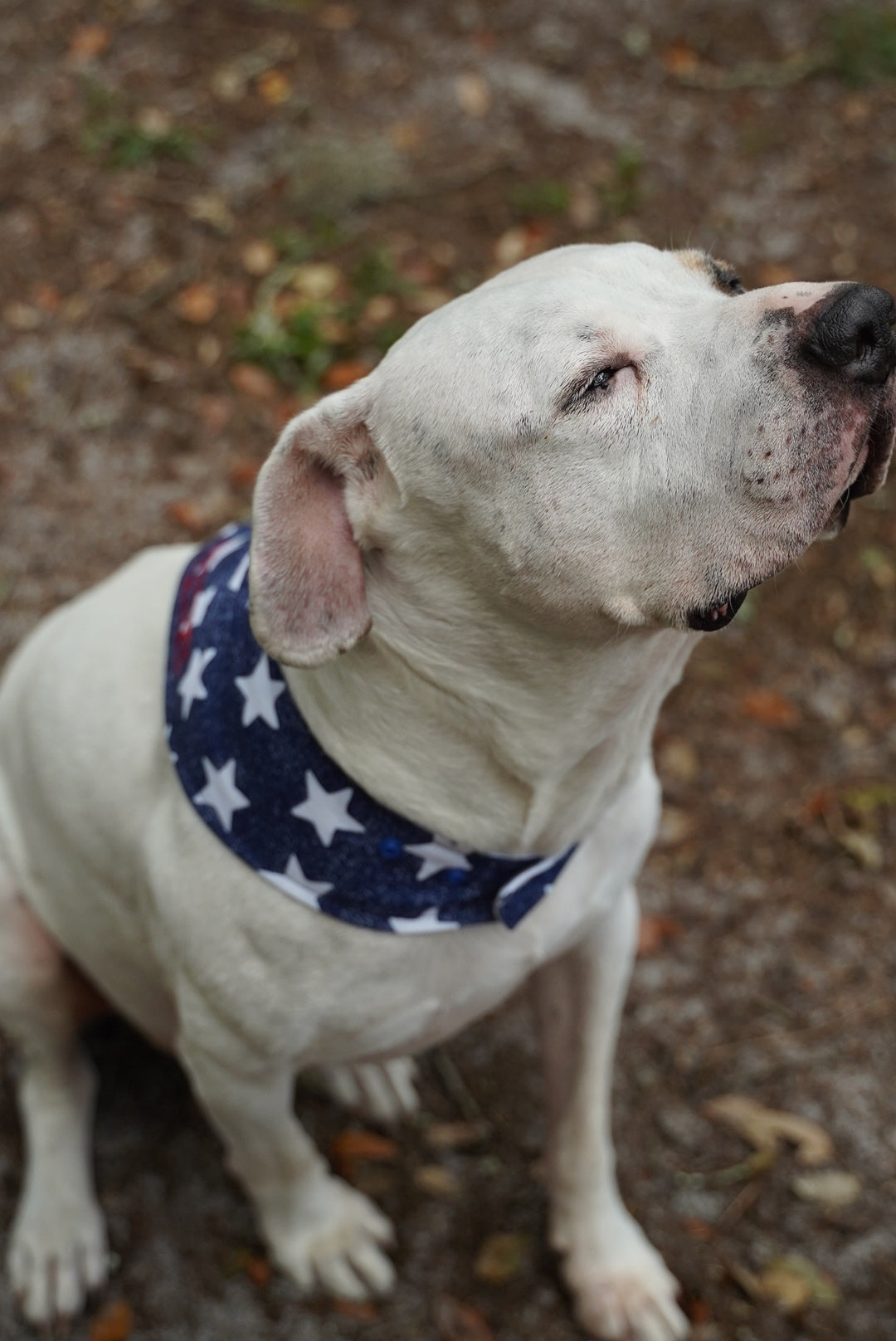 White dog sniffing the sweet air in an outdoor setting