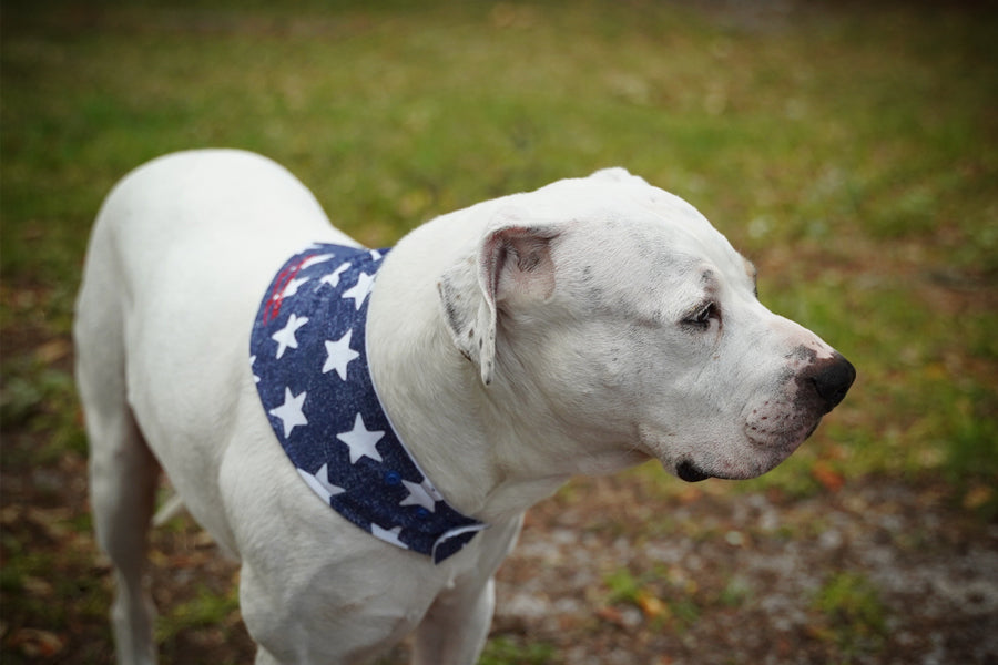 Dog Bandana 6